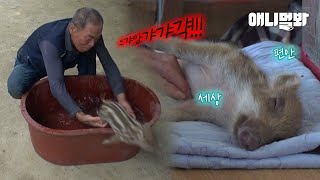 만난 지 3주만에 서로의 운명이 된 남자와 새끼 멧돼지.. 그런데🙊ㅣBaby Wild Pig And Man Who Saved Each Other’s Lives