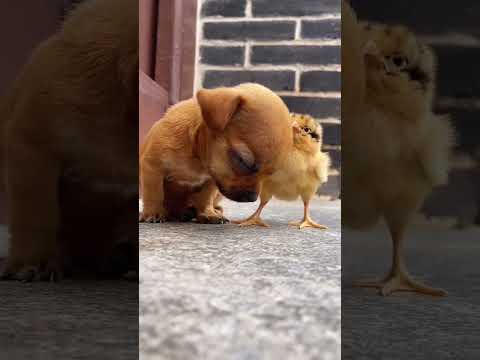 Humdard Full Video Song Ek Villain Arijit Singh Mithoon