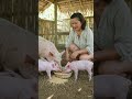 A day in the life of the cutest pig ever! #shortsfeed #shortsfyp #shorts # provincelife #pigs