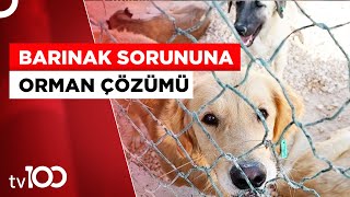 Bakan Vahit Kirişciden Hayvan Barınaklarına Dair Açıklama Geldi Tv100 Haber