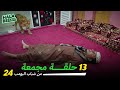 ١٣ حلقة مجمعة من شباب البومب الحلقة 24 الرابعة والعشرون