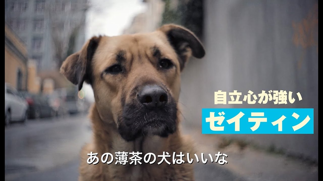 犬目線のドキュメンタリー映画 ストレイ 犬が見た世界 予告編 Youtube