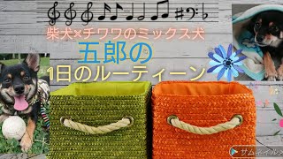 柴犬 チワワのミックス犬 五郎の1日ルーティーン 柴チワ チワ柴 ミックス犬 犬好きな人と繋がりたい 犬 博多弁 Youtube