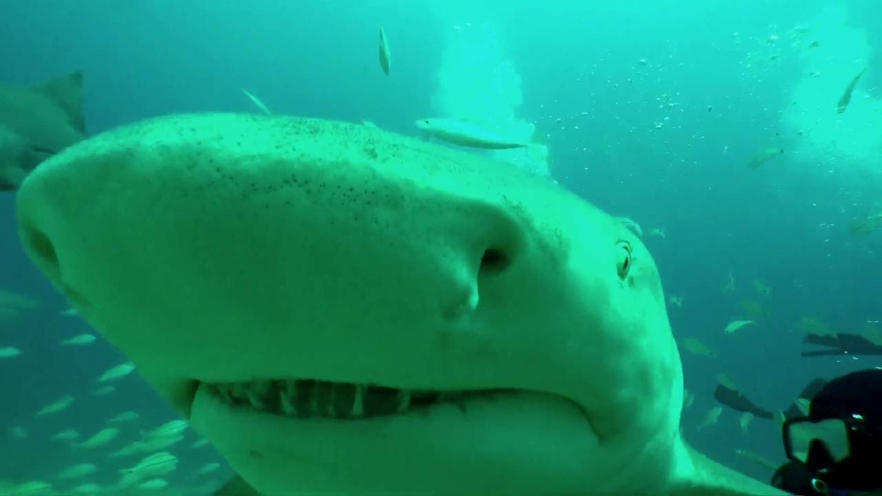 Shark diving Florida