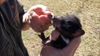 Cuteness alert - Baby Tassie devils!