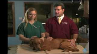 Willard Vet Tutorial: How to care for your post op dog