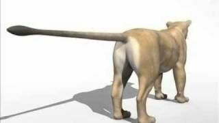 3D Model 3D Lioness Review