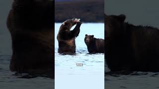 The Secret Reason Bears "Waste" Half Their Salmon 🐟🚫🐻