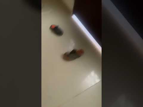 موزة مفصخة