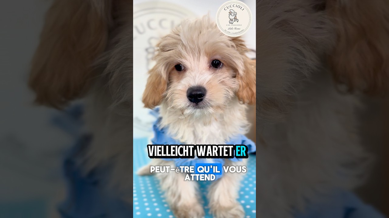 MOET – fenotipo prevalente MALTIPOO TOY