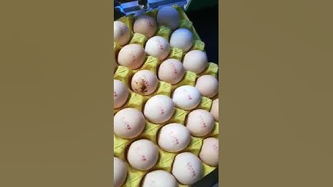 Manufacturer Expiry date coder Industrial CIJ inkjet printer V150 printing on eggs