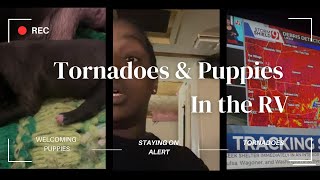 Experiencing our first tornado in the RV and welcoming our new litter of Bully\Pit puppies