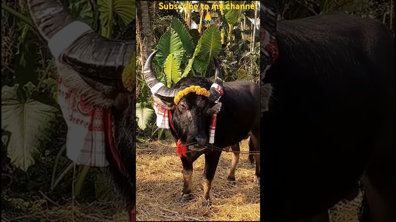 Buffalofight2024#shortvideo #short #shorts #viralshort #moh #trending #bigbuffalo#mohjuj#viralvideo