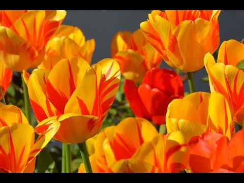 Video: Tulip Informazioni sull'albero di pioppo: come coltivare e prendersi cura degli alberi di tulipano