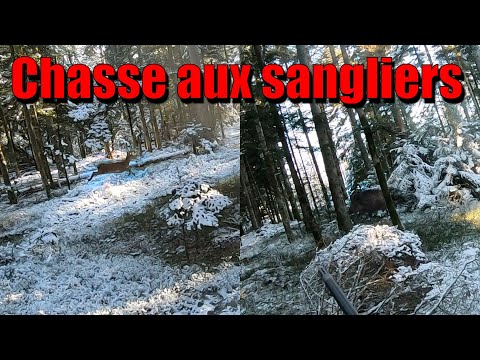 Vidéo: Chasse Au Sanglier En Hiver : Caractéristiques