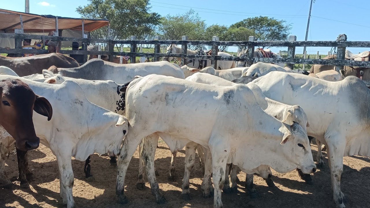Feira de gado de Lagoa do Ouro/PE 25/02/2026 