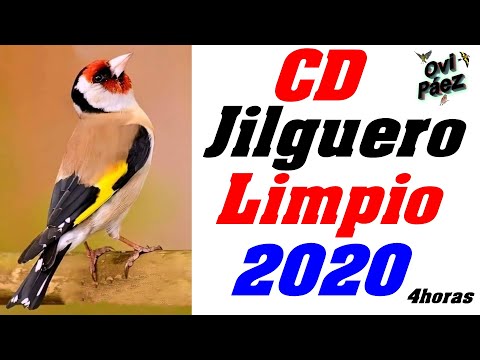 CD Canto Limpio del Jilguero | Chant chardonneret | 4 Horas