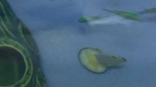 アサリミンチ夕食20100325.avi