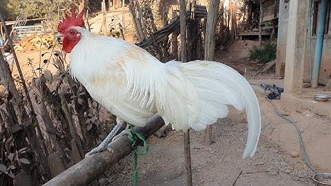 Los saib kuv tu qaib dawb