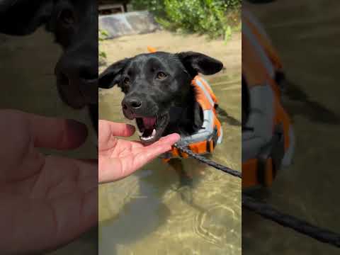 Video: Können Hunde im Burke Lake schwimmen?