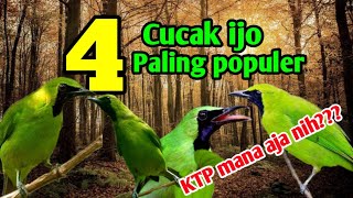 Jenis Jenis Cucak ijo , lengkap dengan harganya