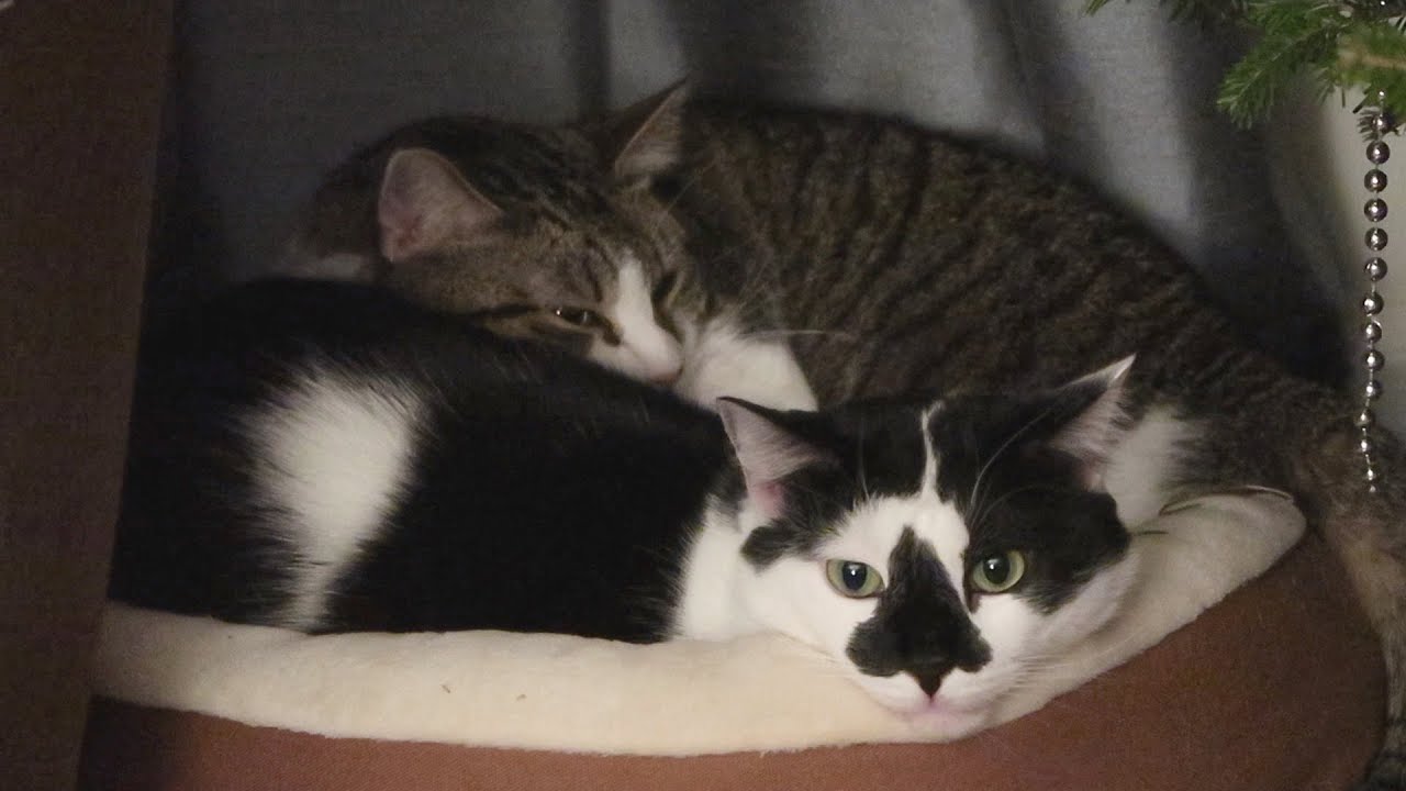 funny cats sleeping in weird positions compilation 2014 funnyplox Boo Year 2 # 103 - Brushing The Cats, Splash In Bed With Stella, Repurposed Undercover Mouse