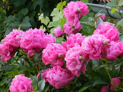 Vidéo: Pivoine à Feuilles Fines