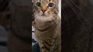 Waking Up With Mowgli… My Sweet Morning Greeter
