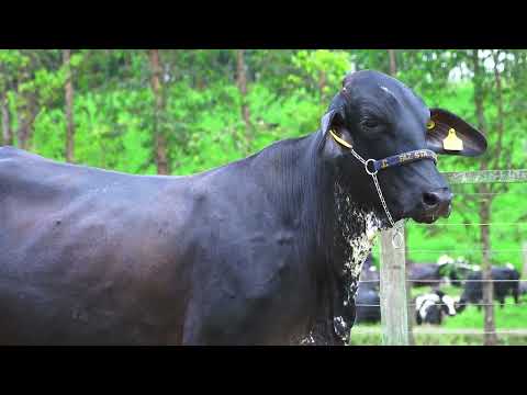 LOTE 198   CRISTAL FIV MOVIE SANTA LUZIA   1304CL