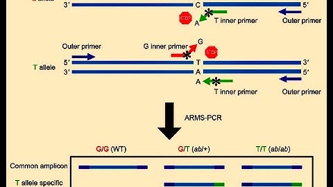 designing primers for ARMS PCR!