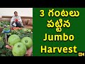 ఎంత పెద్ద హార్వెస్ట్ చేసానో చూడండి | Kitchen Garden & Terrace Garden Organic Vegetable Harvest | TTH