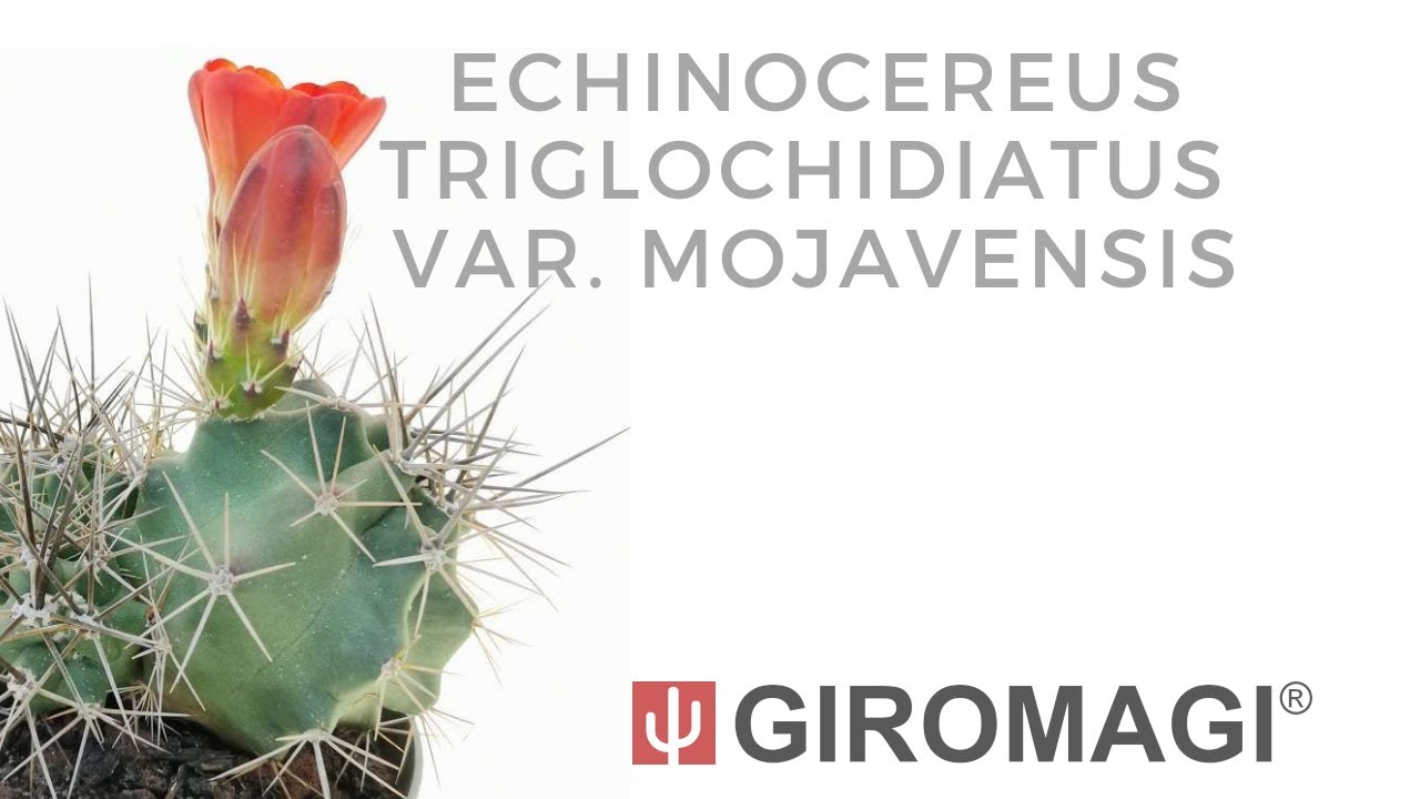 Echinocereus triglochidiatus var. mojavensis