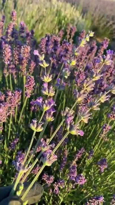 Лаванда вузьколиста. Сорт Хемус та Hidcote - різниця. #лаванда ...