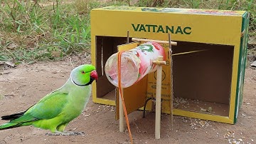Creative Unique Method Parrot Trap Using Cardboard Box & Plastic Bottle - Best Quick Bird Trap