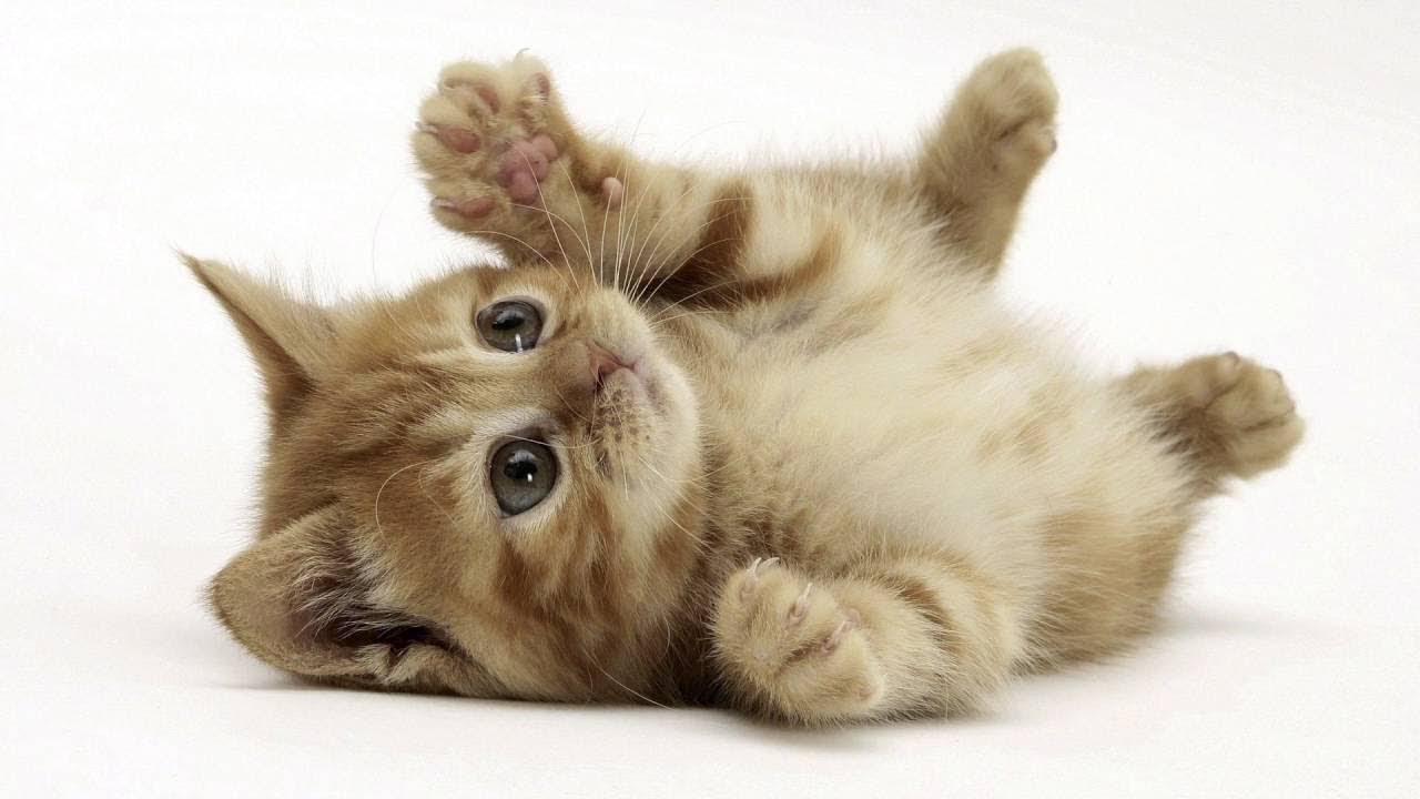 Resultado de imagem para gato destruindo