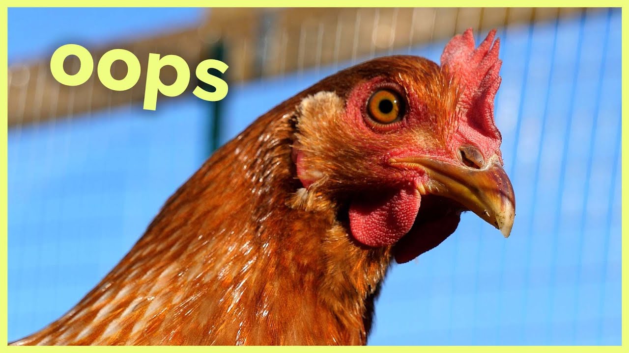 All my pet chickens escaped YouTube