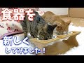 猫型の食器セットを買ってみました♪【すずとコテツ】