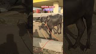 2 दाती रेडे #viral #shortsvideo #शेतकरी #farming #milk #dairy #bazar #buffalo #रेडा #shorts