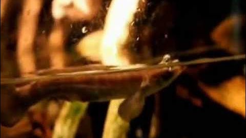 Thế Giới Cá Cảnh  - Thiên Đường Cá Cảnh