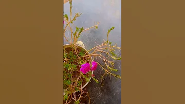 Beauty Flowers Song 