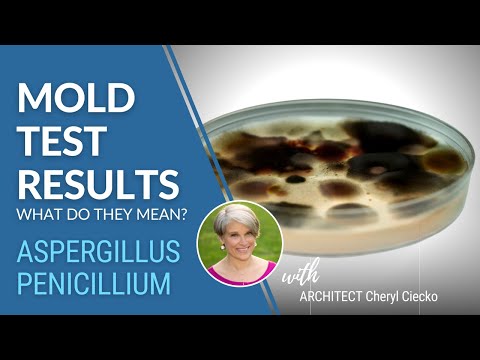 Video: Ali sta penicilij in aspergilus?