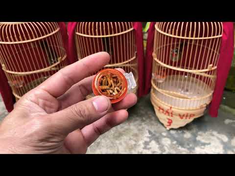 ktb ne  2022 New  Cách Vào Cám Oanh Cổ Đỏ Cực Dễ Và Khoẻ Chim -Practice Feeding The Siberian Rubythroat Bird Bran |KTB