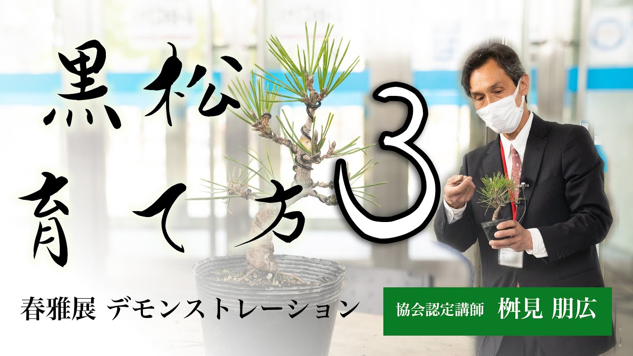 黒松の育て方【３】桝見 朋広｜春雅展デモンストレーション