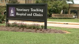 Rural Vet Shortage