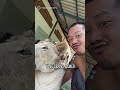Singa Peliharan Influencer Lepas, Serang Bocah 11 Tahun #shorts