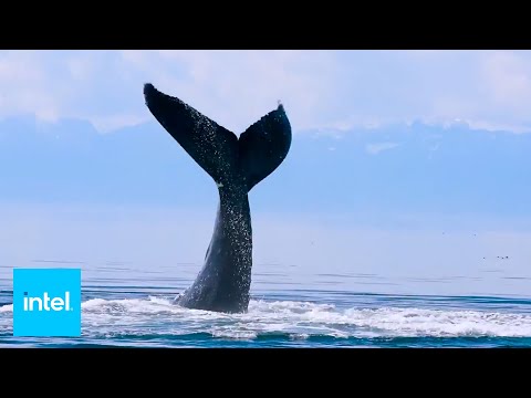 New Era of Whale Research | SnotBot | Intel Business