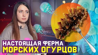 Морской Огурец Для Укрепления Иммунитета - Ферма На Острове Русский