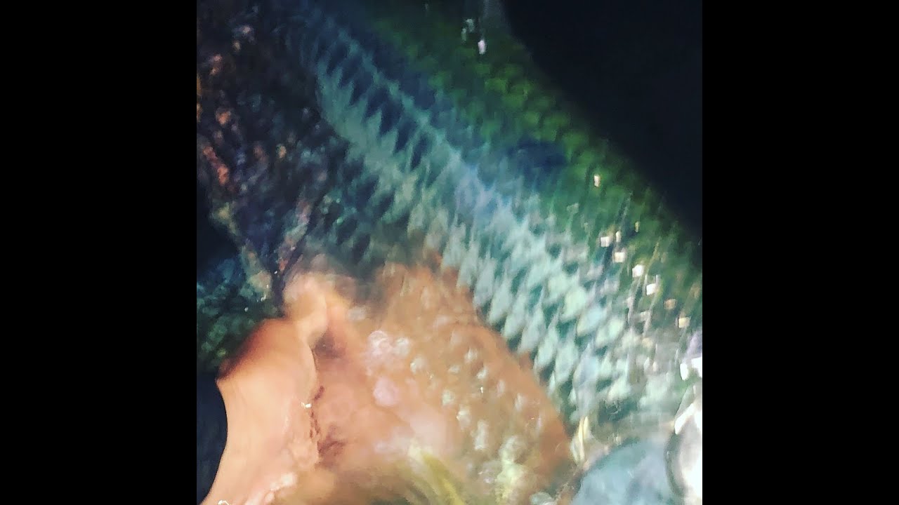 Fly Fishing at night for tarpon with Captain Brian Jill of Lost Coast