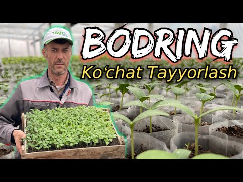 Bodring va Pomidor koʻchat tayyorlash boʻyicha maslahatlar. Joʻrayev Bahtiyor