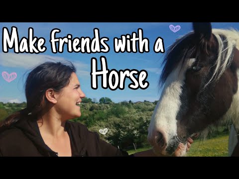 How To Make Friends With A Horse 🐴 Easy peasy 💚